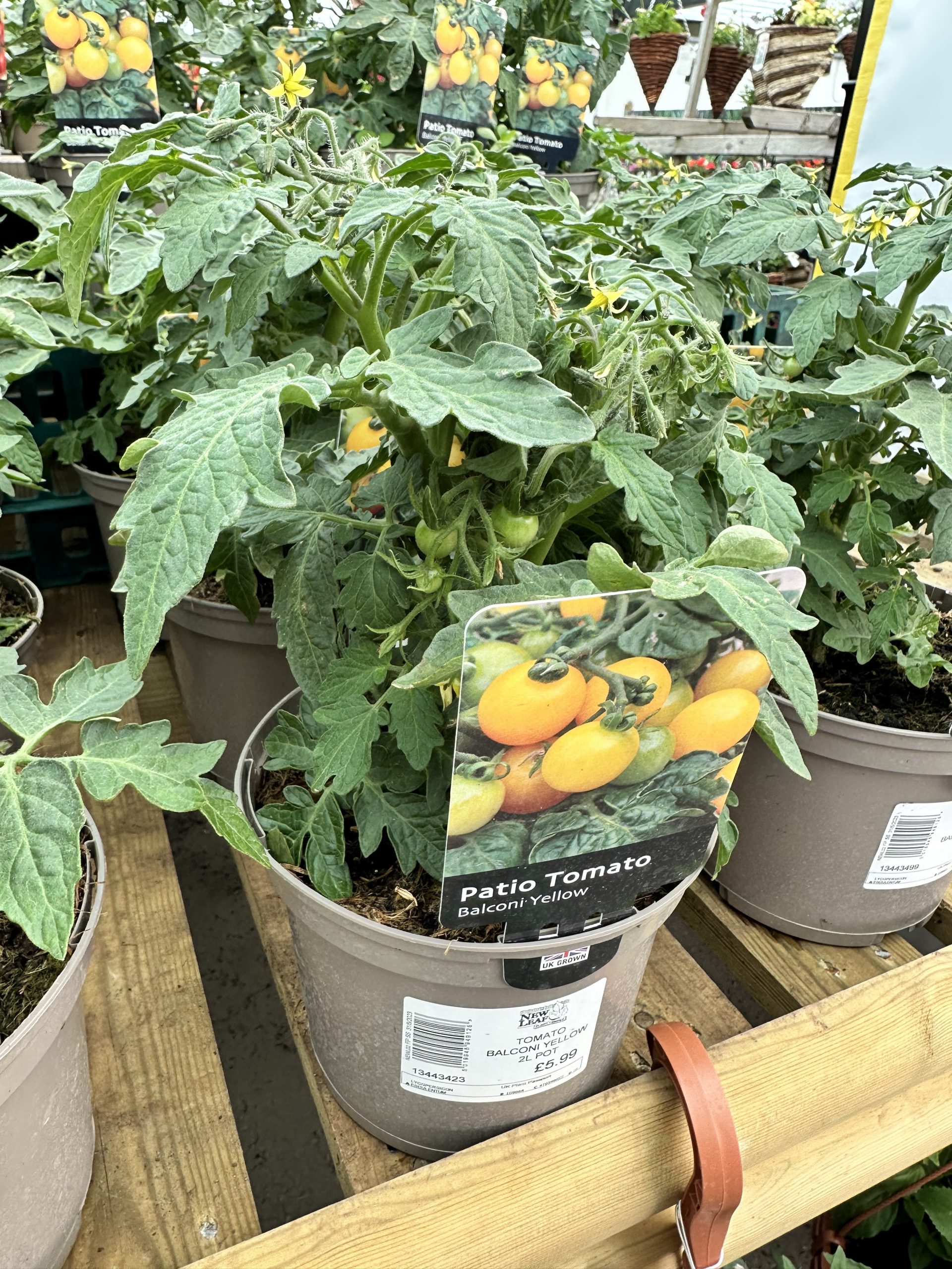 Patio Tomato New Leaf Plant Centre
