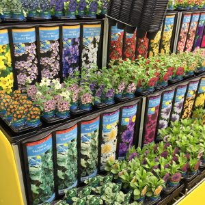 Spring Collection – New Leaf Plant Centre