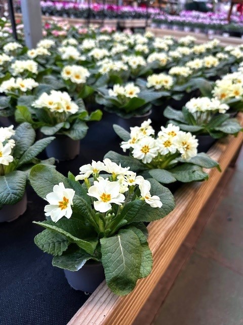 Primula – New Leaf Plant Centre